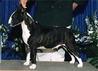 a well breed Bull Terrier dog